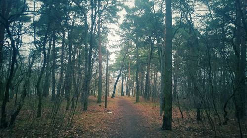 Trees in forest