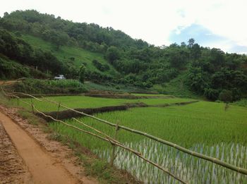 Scenic view of rural landscape