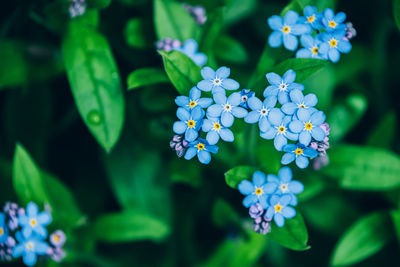 Top view of forget me not small blue flowers over green natural floral background