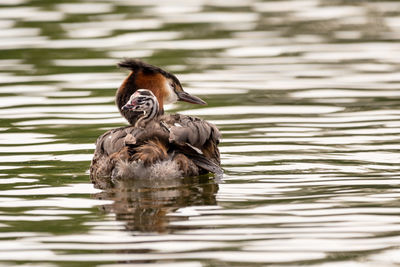 Duck swimming in lake