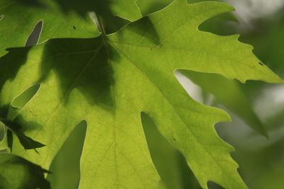 leaf