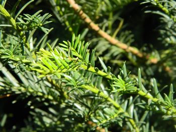 Close-up of green leaves