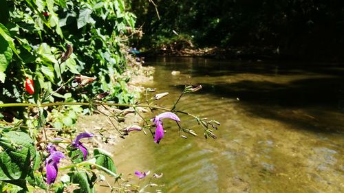 Close-up of water lily in lake
