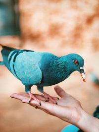 Cropped hand of woman holding bird