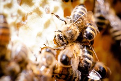 Close-up of bee on leaf