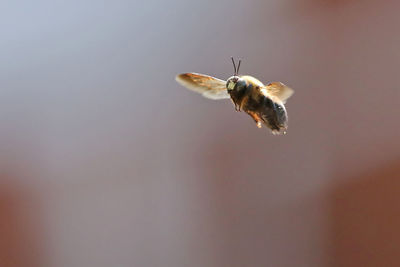 Close-up of bee flying outdoors