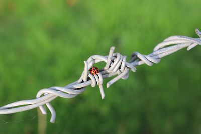 Close-up of ladybug on barbed wire