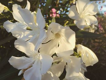 Close-up of white flowers blooming on tree