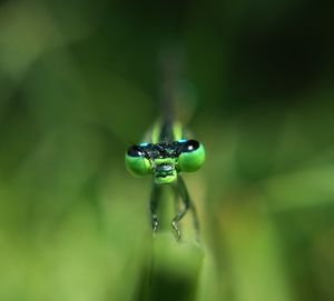 Close-up of insect on leaf