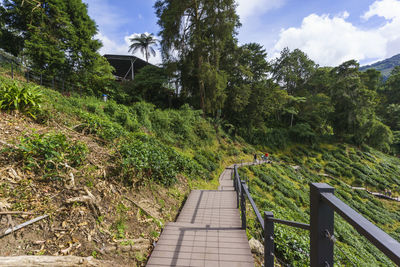 Footbridge amidst trees and plants against sky