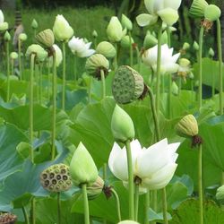 Close-up of white flowers