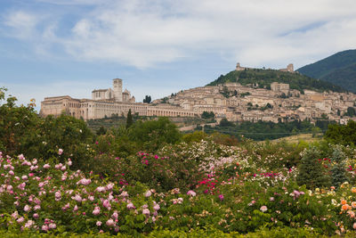 Panoramic view of assisi medieval city called the town of peace with many roses in the spring season