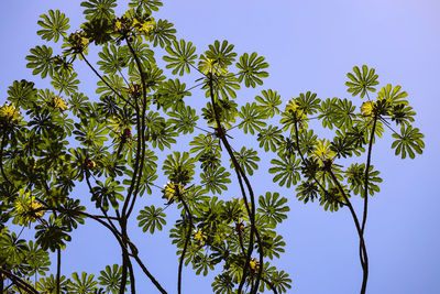 Low angle view of trees against clear blue sky