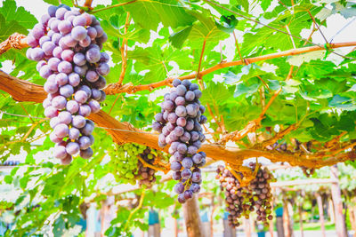 Fruits growing in vineyard