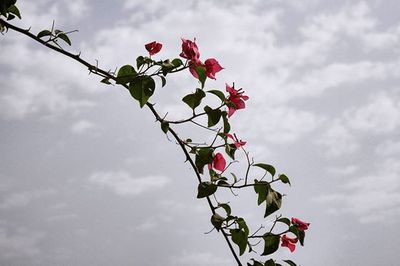 Low angle view of flowers against sky