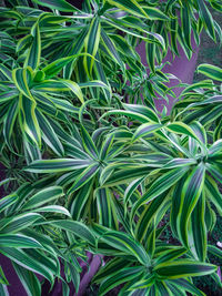 High angle view of coconut palm tree