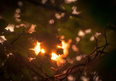 Close-up of plants against trees at night