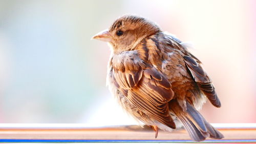 Close-up of bird perching on retaining wall