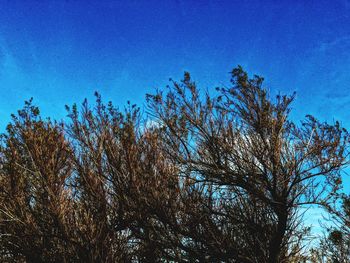 Trees against blue sky