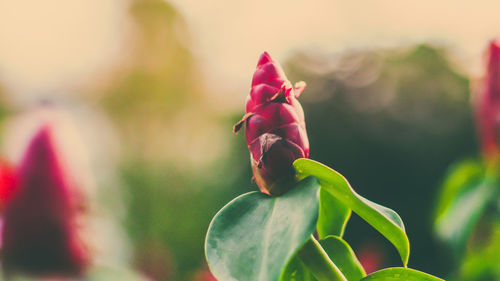 Close-up of pink flower buds