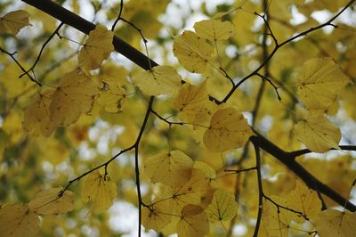 Close-up of yellow flower tree