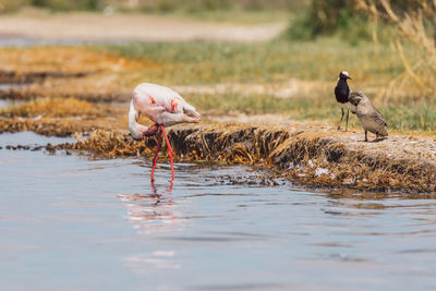 Flamingo on a lake