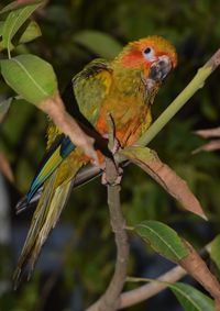 Close-up of parrot perching on tree