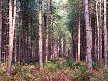 Pine trees in forest