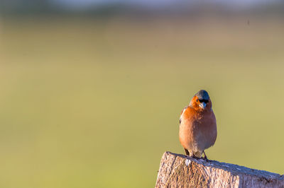 Close-up of bird perching on wall