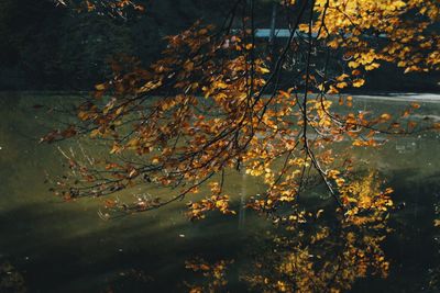 Autumn leaves on tree by water