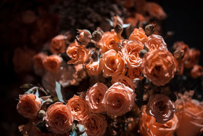 Close-up of orange roses