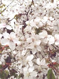 Full frame shot of white flowers