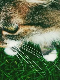 Extreme close up of cat