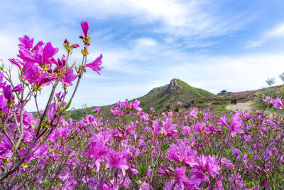 Close-up of pink cherry blossoms against sky