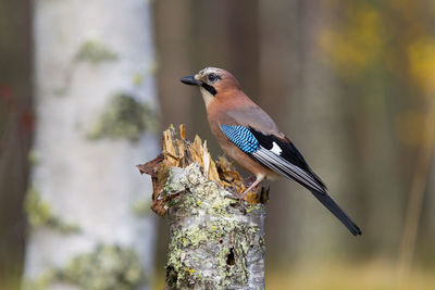 Close-up of bird perching outdoors