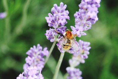 Close-up of bee pollinating on purple flower