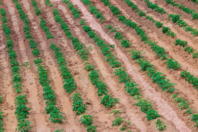 High angle view of crops on field