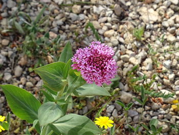 Close-up of flowers blooming outdoors