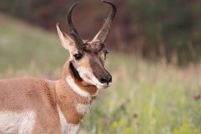 Deer standing on field