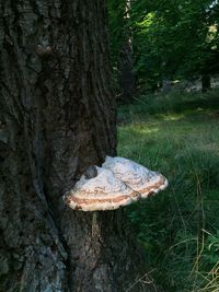 Mushrooms growing on tree trunk