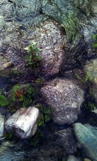 Stream flowing through rocks