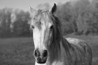 Close-up of horse in ranch