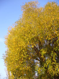 Low angle view of tree against sky during autumn