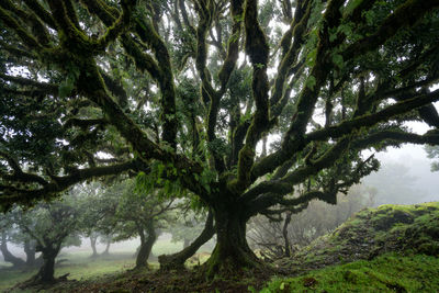 Low angle view of trees in forest