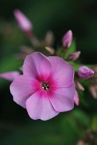 Close-up of pink flower