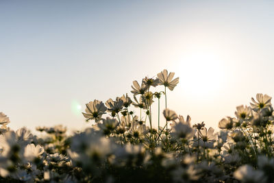 Close-up of flowering plants on field against clear sky