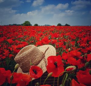 Close-up of red flowering plants on field against sky