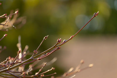 Close-up of plant