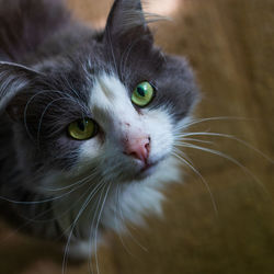 Close-up portrait of cat