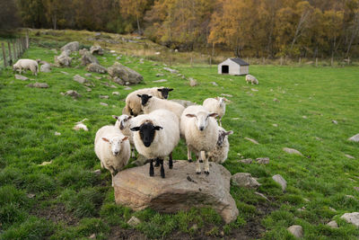 Sheep on field